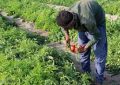 حشرات مفید در مزارع گوجه فرنگی شهرستان البرز رها سازی شد