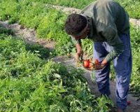 حشرات مفید در مزارع گوجه فرنگی شهرستان البرز رها سازی شد
