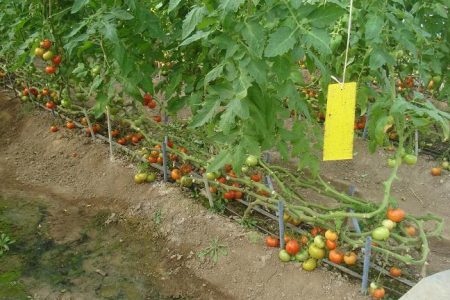 طرح ردیابی آفات ذرت و گوجه فرنگی  در شهرستان البرز آغاز شد