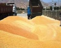 ۱۳۵ هزار تن گندم از کشاورزان استان خریداری شد