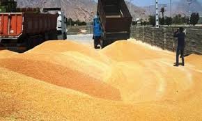 ۱۳۵ هزار تن گندم از کشاورزان استان خریداری شد