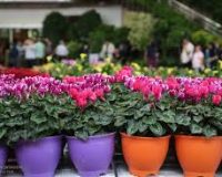 ۱۰ میلیون شاخه گل و گلدان زینتی در گلخانه های شهرستان آبیک تولید شد