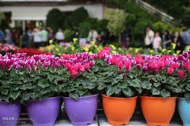 ۱۰ میلیون شاخه گل و گلدان زینتی در گلخانه های شهرستان آبیک تولید شد