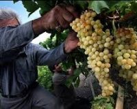 برداشت انگور ازباغات شهرستان تاکستان آغاز شد