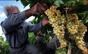 برداشت محصول انگور از سطح ۳۲۰۰ هکتار ازباغات شهرستان قزوین آغاز شد