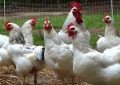 ۲۰۰ طرح تولیدی پرورش مرغ برای خانواده های تحت حمایت کمیته امداد اجرا می شود