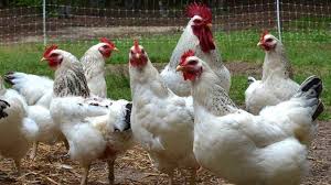 ۲۰۰ طرح تولیدی پرورش مرغ برای خانواده های تحت حمایت کمیته امداد اجرا می شود