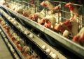 با نظارت هوشمند ثبات به بازار مرغ قزوین بازخواهد گشت