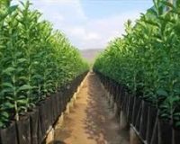 طرح خرید و توزیع بذر سبزیجات در بین زنان روستایی استان قزوین اجرا شد