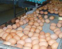 عرضه تخم مرغ درجه ۳ مرغ مادر به عنوان تخم مرغ محلی