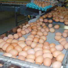توصیه های بهداشتی دامپزشکی آبیک برای مصرف تخم مرغ