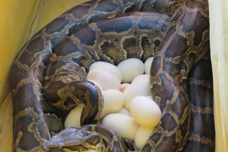 مار پیتون دهکده حیات طبیعت قزوین  تخم گذاری کرد