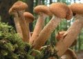 هشدار سازمان اورژانس نسبت به توهم زا بودن قارچ‌های سمی