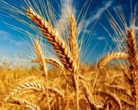 پایانه صادرات محصولات کشاورزی روند صادرات را تسهیل می‌کند