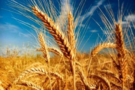 ضدعفونی ۹۰ درصد بذر مصرفی گندم و جو کشاورزان  استان قزوین