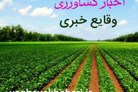 ۱۲ هزار تن چغندرقند از مزارع کشاورزی شهرستان البرز برداشت شد