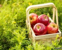بهبود عملکرد ریه با خوردن سیب