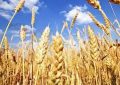 خرید  تضمینی گندم از کشاورزان در شهرستان آبیک آغاز شد