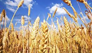 خرید  تضمینی گندم از کشاورزان در شهرستان آبیک آغاز شد