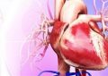 هندوانه تأثیر مثبتی بر روی سیستم قلبی عروقی و فشار خون دارد