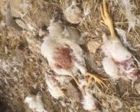 لزوم رعایت مقررات بهداشتی و مدیریتی معدوم سازی لاشه ها توسط مرغداران