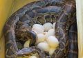 مار پیتون دهکده حیات طبیعت قزوین  تخم گذاری کرد