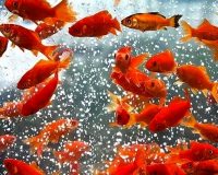 توصیه‌های بهداشتی برای خرید و نگهداری ماهی قرمز