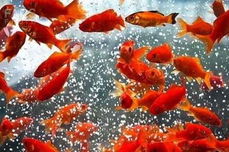توصیه‌های بهداشتی برای خرید و نگهداری ماهی قرمز