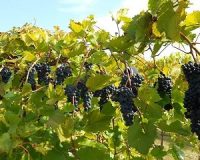 خواص انگور سیاه برای سلامتی